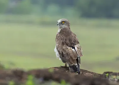 Short-toed eagle