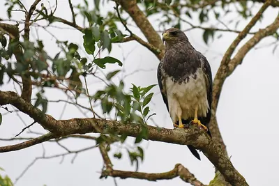 Black-chested Buzzard-Eagle