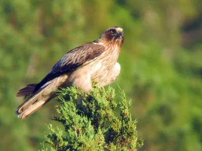Booted eagle
