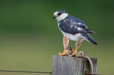 Pearl Kite