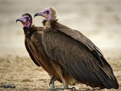 Hooded Vulture