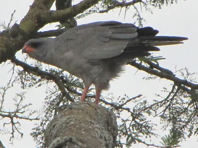 Pale Chanting-goshawk