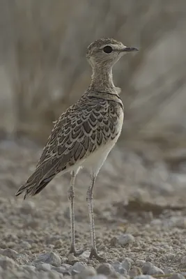 Double-banded Courser