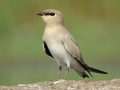 Little Pratincole