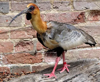Black-faced Ibis