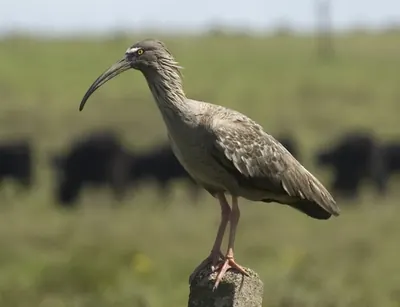 Plumbeous Ibis