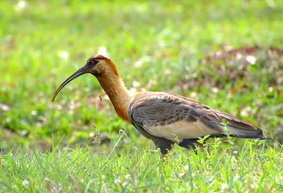 Buff-necked Ibis