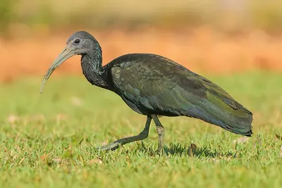 Green Ibis