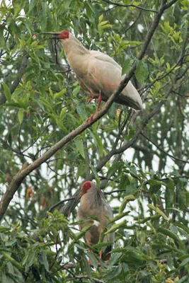 Crested Ibis