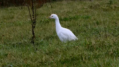 Western Cattle Egret