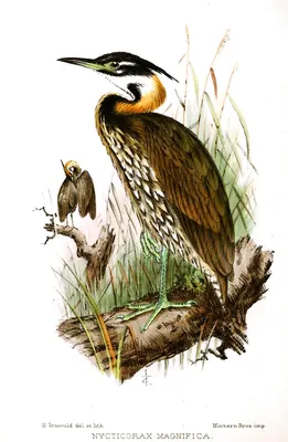 White-eared Night-heron