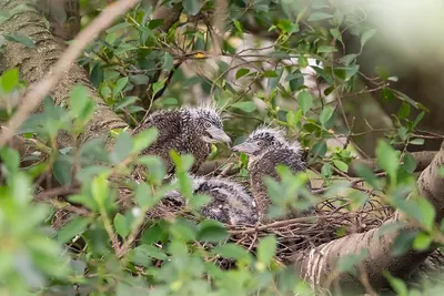 Malay Night-heron