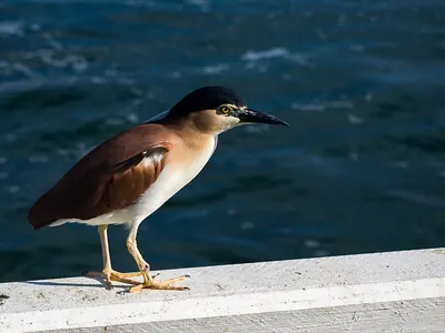 Nankeen Night Heron