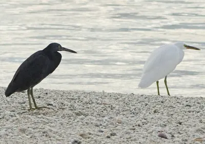 Reef Heron
