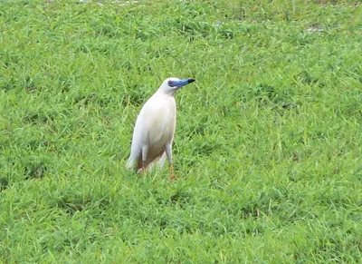 Madagascar pond heron
