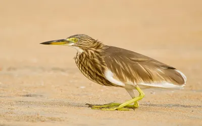Indian Pond-Heron