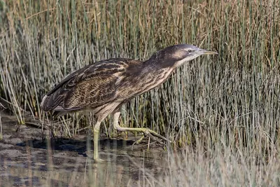 Australasian Bittern