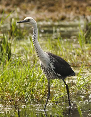 White-necked Heron