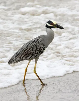 Yellow-crowned Night-Heron