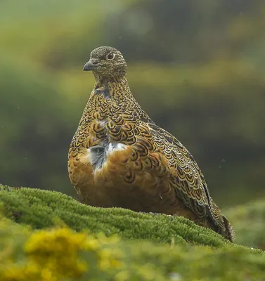 Rufous-bellied Seedsnipe