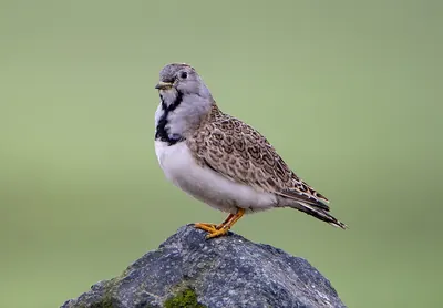 Least Seedsnipe