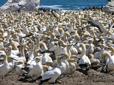 Cape Gannet