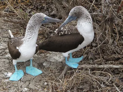 Blue-footed Booby