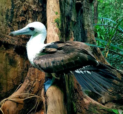 Abbott's Booby