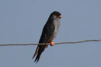 Amur Falcon