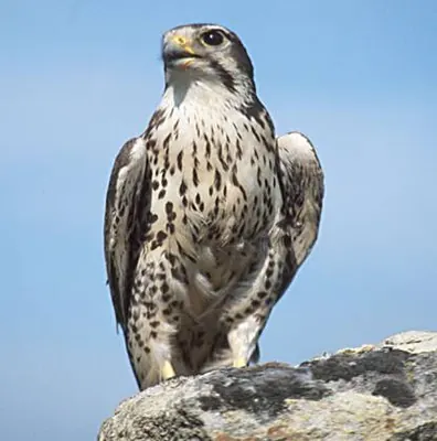 Prairie Falcon