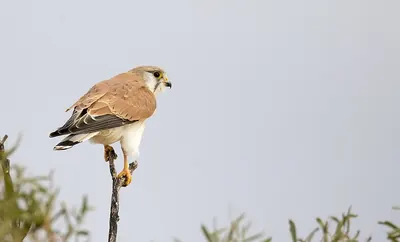Nankeen Kestrel