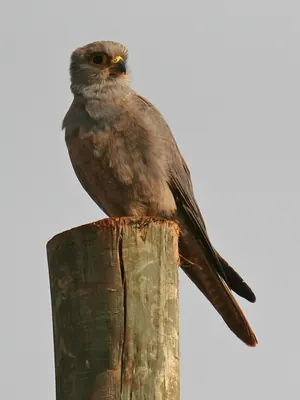 Grey Kestrel