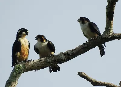 Black-thighed Falconet