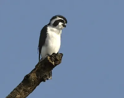 Pied Falconet