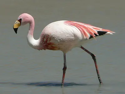 James's Flamingo