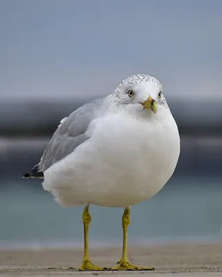 Ring-billed Gull