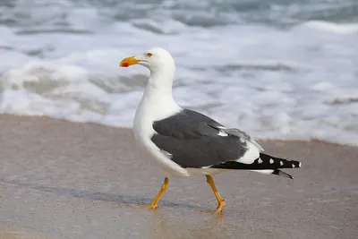 Yellow-footed Gull