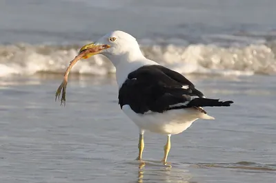 Southern Black-backed Gull