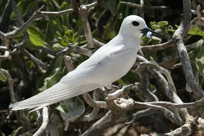 Angel Tern