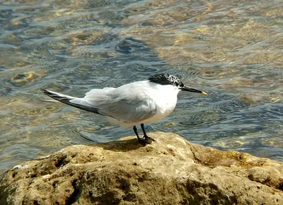 Sandwich Tern