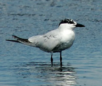 Gull-billed Tern