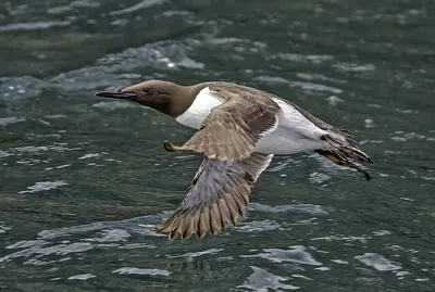 Common Murre