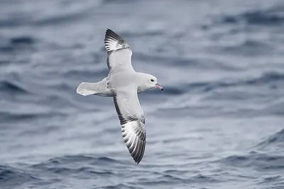 Antarctic Fulmar