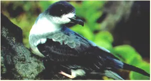 Barau's Petrel