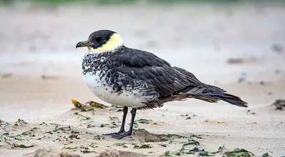 Pomarine Skua