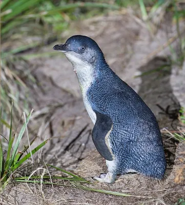Blue Penguin
