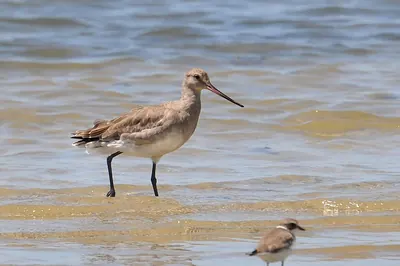 Hudsonian Godwit