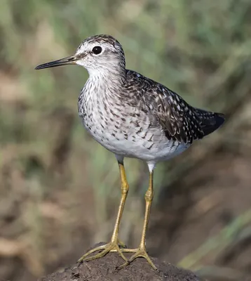 Wood Sandpiper