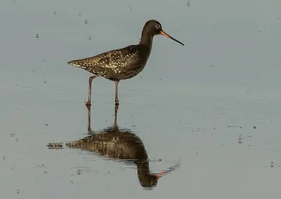 Spotted Redshank