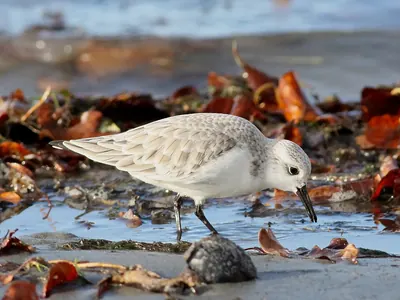 Sanderling